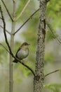 Spring scene of a Veery thrush perched in a forest Royalty Free Stock Photo