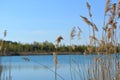 Spring scene with view to lake through thickets of bulrush. Blue sky and water in spring day.