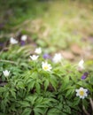 Spring Scene - Wood Anemone Forest Bed. Springtime