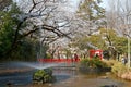 Spring scenery of beautiful cherry blossoms of huge Sakura trees by a pond in Yono Park, Saitama