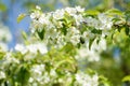 Spring Scenery: Blooming Apple Tree Branch with Small Beetle in Garden