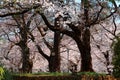 Spring scenery of giant cherry blossom Sakura trees under sunlight on a bright sunny day in Omiya Park, Saitama, Japan