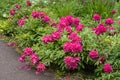 Fucsia peonies in bloom Royalty Free Stock Photo