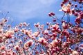 the spring scenery of plum blossoms