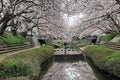 Spring scenery of riverside walkways under a beautiful archway of cherry blossom trees  Sakura Namiki  with reflections Royalty Free Stock Photo