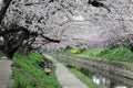 Spring scenery of riverside walkways under a beautiful archway of cherry blossom trees  Sakura Namiki  with reflections Royalty Free Stock Photo