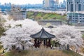 Spring scenery of Seoul where cherry blossoms bloom.