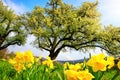 Spring scenery with yellow daffodils in the foreground Royalty Free Stock Photo