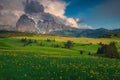 Spring scenery with yellow globeflowers on the green fields, Dolomites