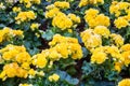 Spring scenes of yellow begonia blooming flowers