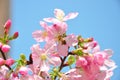 Pink cherry will give nice scent that will start to attract bees and flies to start pollination. Royalty Free Stock Photo
