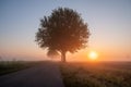 Spring scenic countryside landscape with a tree on flowers or farm field with deep sun in background on a misty morning Royalty Free Stock Photo