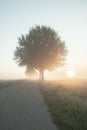 Spring scenic countryside landscape with a tree on flowers or farm field with deep sun in background on a misty morning Royalty Free Stock Photo