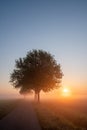 Spring scenic countryside landscape with a tree on flowers or farm field with deep sun in background on a misty morning Royalty Free Stock Photo