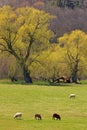Spring scenic with sheep in meadow and yellow Weeping Willow foliage Royalty Free Stock Photo