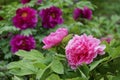 Peony garden Royalty Free Stock Photo