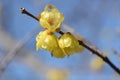 Wintersweet Japanese allspice Royalty Free Stock Photo