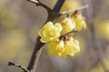Wintersweet Japanese allspice Royalty Free Stock Photo