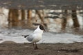 In the spring, the seagull was near the reservoir Royalty Free Stock Photo