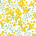 Spring seamless Full vector pattern texture illustration with branches of mimosa flowers