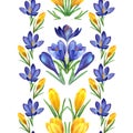 Spring Seamless pattern of crocuses in Ukrainian style. Watercolor hand painted traditional folk ornament. Botanical design