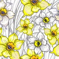 Spring seamless pattern with flowers of Narcissus, Daffodils, jonquil.