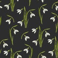 Spring seamless pattern with hand drawn snowdrops. Pattern can be used for wallpaper, web page background, surface textures Royalty Free Stock Photo
