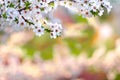 Spring season background with blossomed cherry tree branch on the top Royalty Free Stock Photo