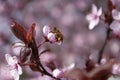Spring season, bee on flower picking honey, beekeeping Royalty Free Stock Photo