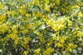 Spring season.Blooming currant in the garden