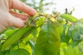 Spring season, cherry tree, close-ups of insects aphid pests