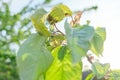 Spring season, cherry tree, close-ups of insects aphid pests