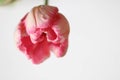 Enjoy Spring day. Happy Easter. Pink tulips isolated on white background. Flowers composition. Pink tulip flowers Royalty Free Stock Photo