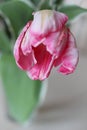 Enjoy Spring day. Happy Easter. Pink tulips isolated on white background. Flowers composition. Pink tulip flowers Royalty Free Stock Photo