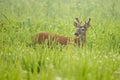 Spring greenery surrounds a White Tailed Bucks in velvet. Royalty Free Stock Photo