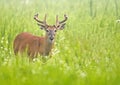 Spring greenery surrounds a White Tailed Bucks in velvet. Royalty Free Stock Photo