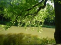 Green scenary, ducks in the river Royalty Free Stock Photo