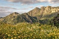 Spring season landscape with wild flowers in bloom and mountains background.