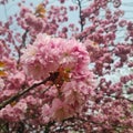 Spring season. Lovely cherry blossoms indeed