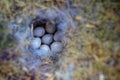 View into a birds nest to seven light blue eggs spotted with brown