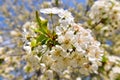 Spring season petal closeup of blossoms cherry tree nature bloom