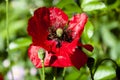 Spring season. Poppy seeds contain morphine and codeine. symbol of sleep, peace, and death. red poppy flower. opium flower. poppy