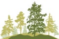 Spring season, silhouette of spruce trees, pines. Beautiful nature, woodland. Vector illustration Royalty Free Stock Photo