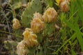 Yellow flower blooms on prickly pear cactus closeup during spring Royalty Free Stock Photo