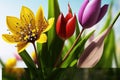 Ultra-Detail Beautiful Springtime Spring Season, popular spring flowers Royalty Free Stock Photo