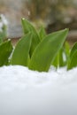 Spring season. Tulips green leaves in the snow.Flowers under the snow.First spring flowers. spring nature background Royalty Free Stock Photo