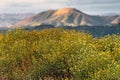 Springtime view of flowers growing in the Santa Monica mountains in southern California.