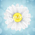 Spring seasonal banner. Chamomile flower in white frame on blue background with lights bokeh. Graphic object for your design. Seas Royalty Free Stock Photo