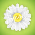 Spring seasonal banner. Chamomile flower in white frame on green background. Graphic object for your design. Seasonal daisy flower Royalty Free Stock Photo