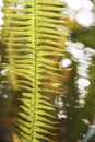 Young fern leaf in the sunlight.